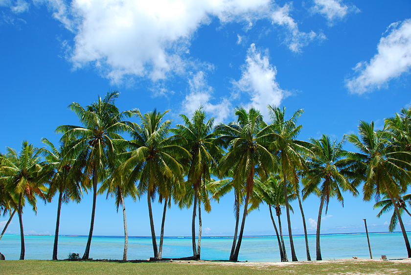 クック諸島の海と椰子