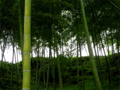 竹林の静謐