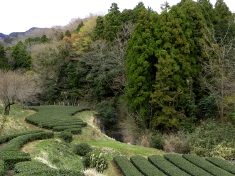 山間の茶畑