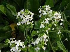 白い菜の花