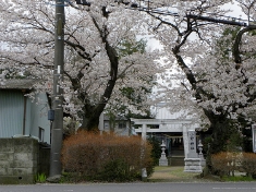 相模国厚木・小野神社　桜の門だ