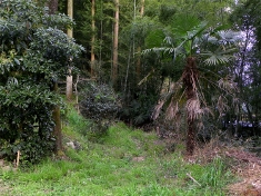 やっぱり…神社の土地との境に棕櫚