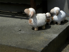 工事を見上げる羊たち